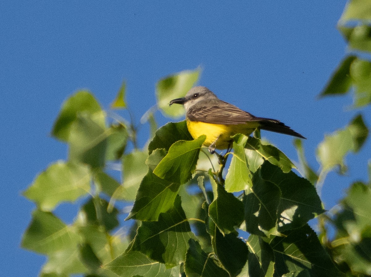 Tropical Kingbird - ML647434239