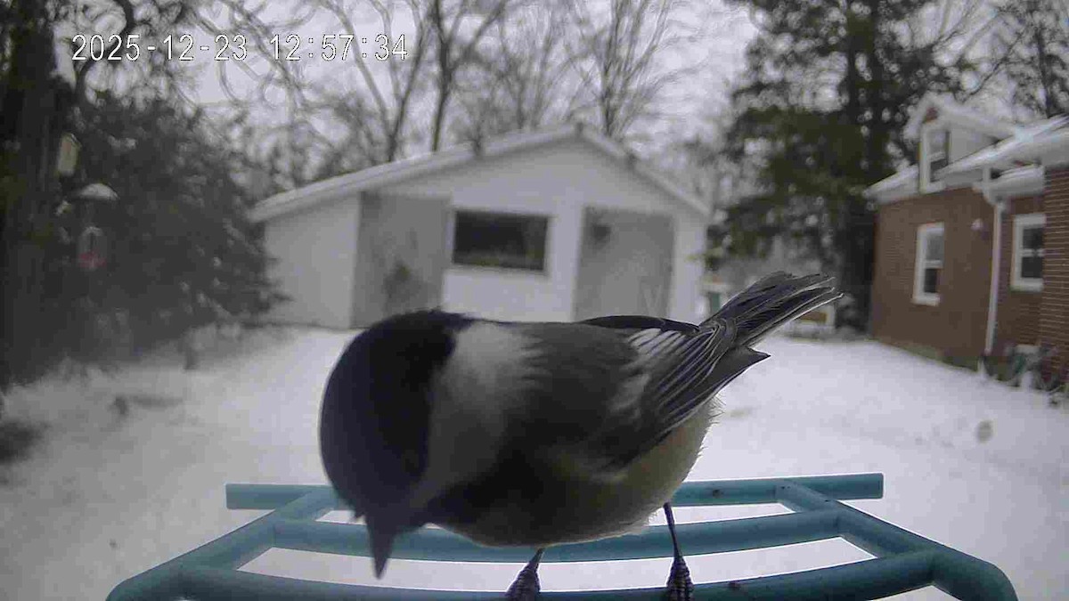 Black-capped Chickadee - ML647434240
