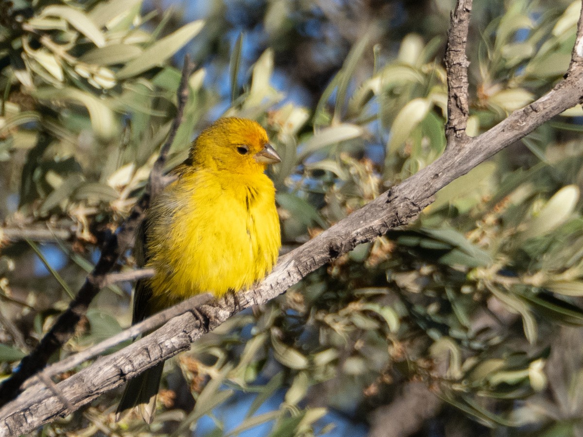 Saffron Finch - ML647434249