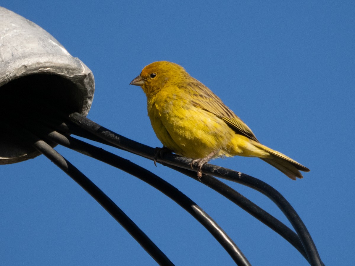 Saffron Finch - ML647434250