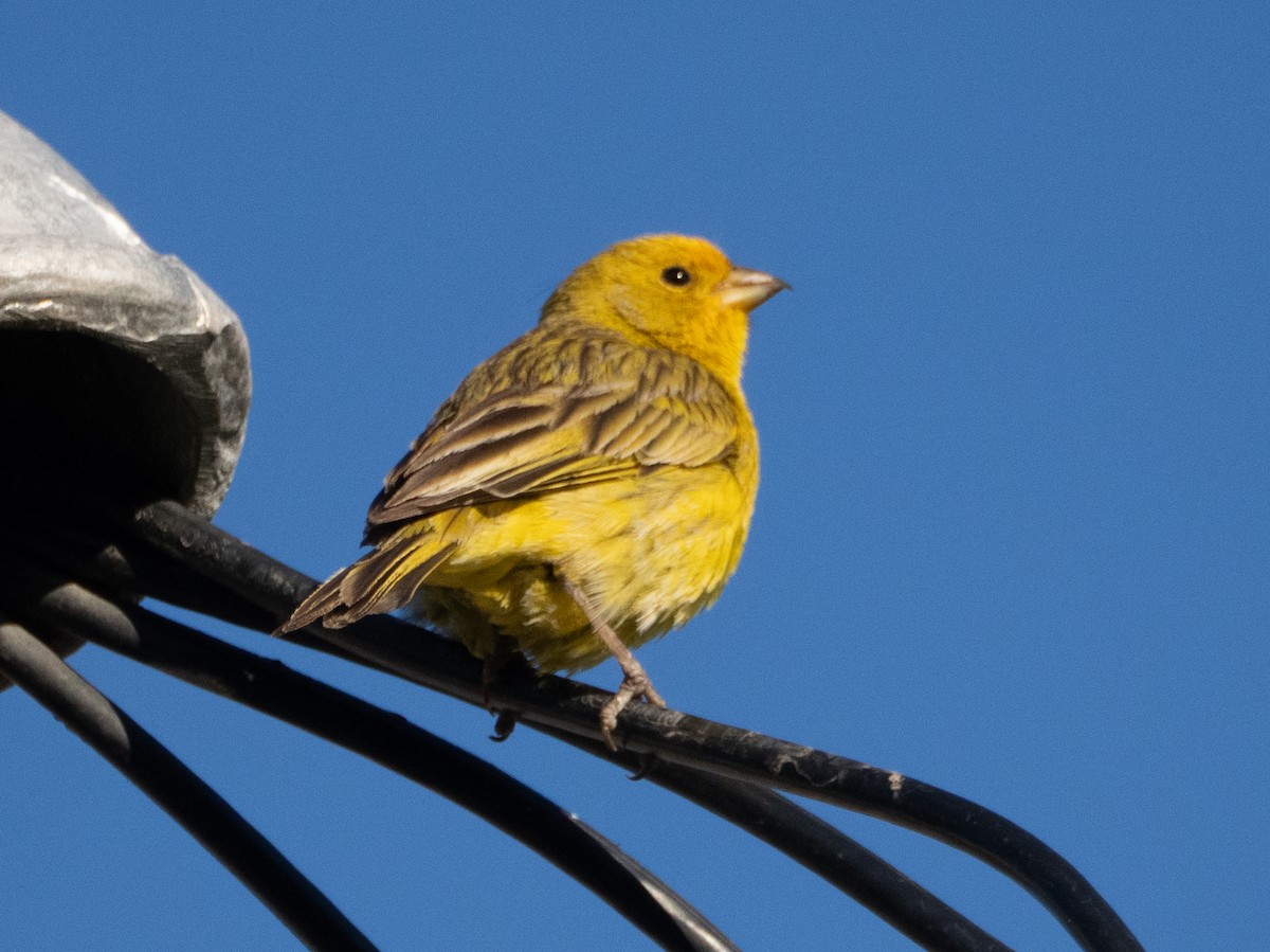 Saffron Finch - ML647434251
