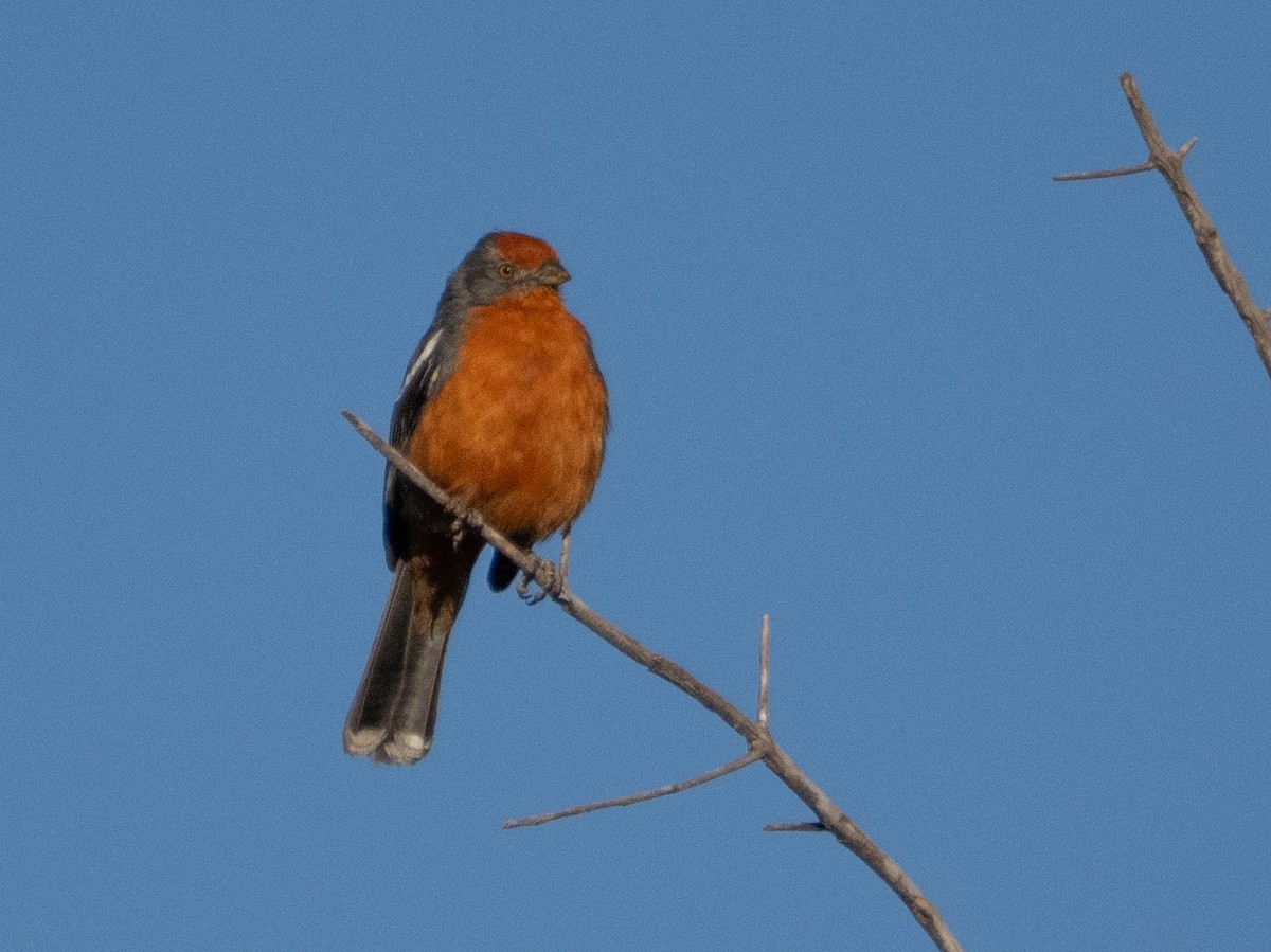 White-tipped Plantcutter - ML647434257