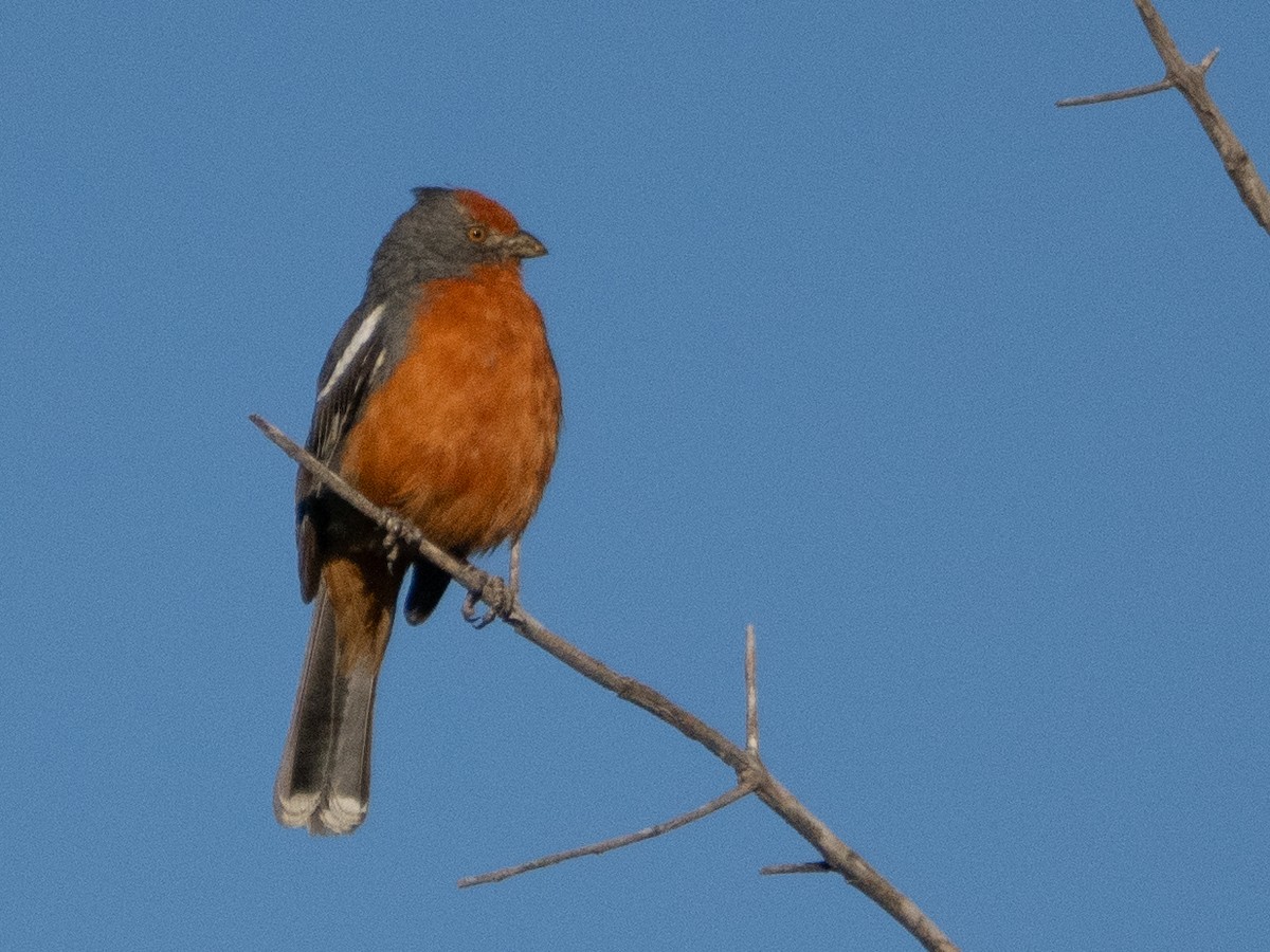 White-tipped Plantcutter - ML647434258