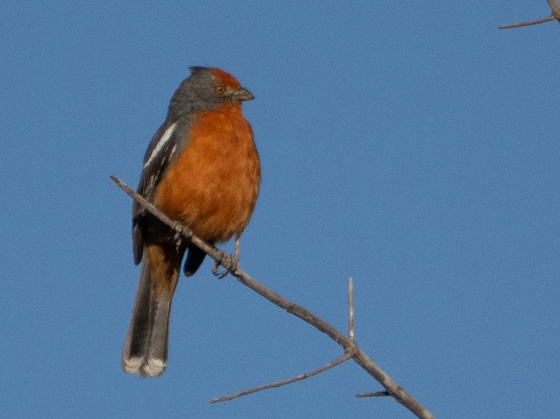 White-tipped Plantcutter - ML647434259