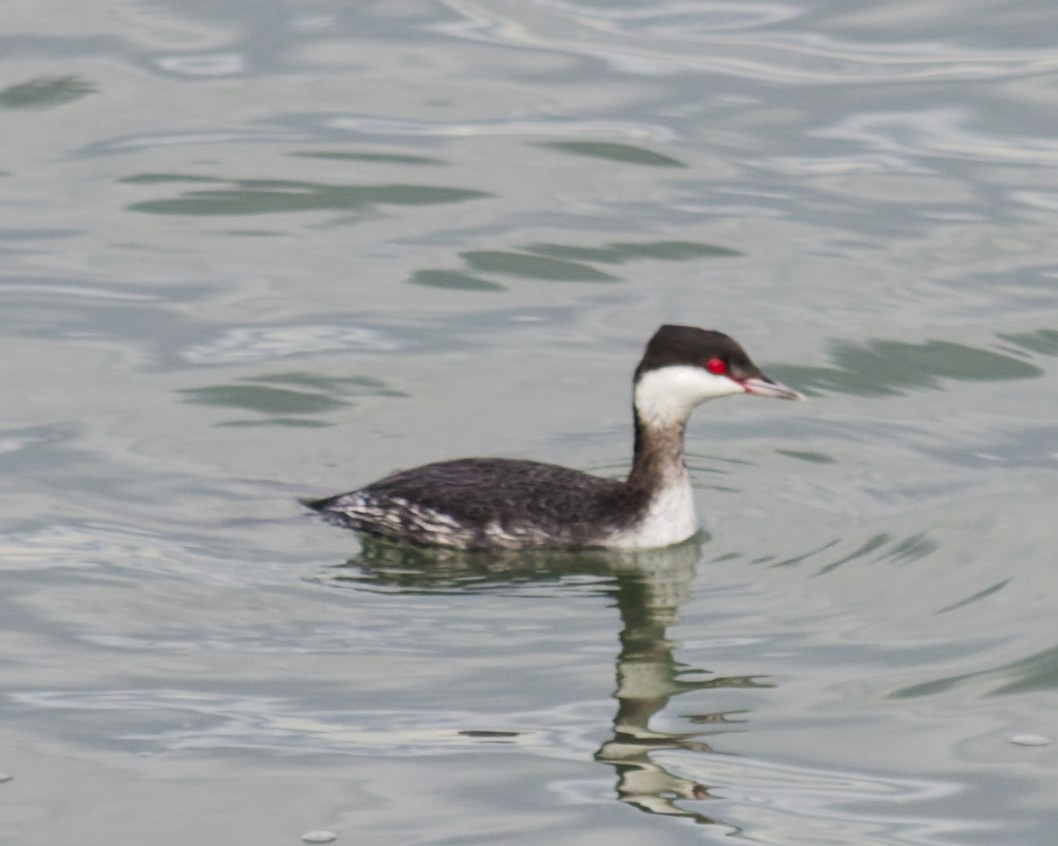 Horned Grebe - ML647434272
