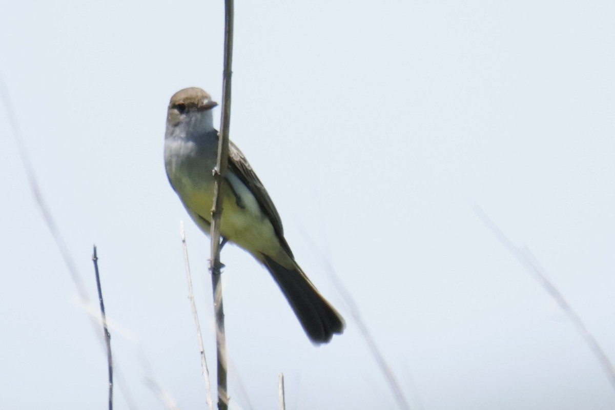 Swainson's Flycatcher - ML647434276