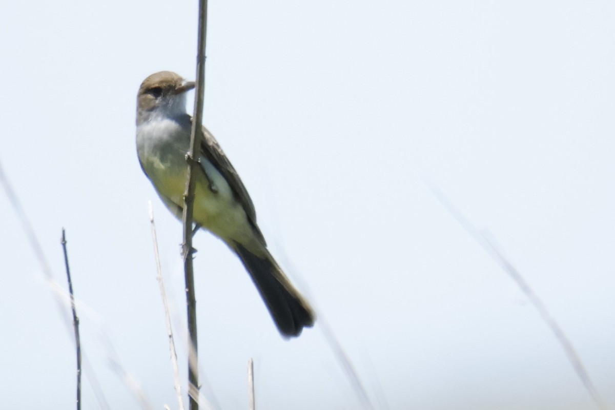 Swainson's Flycatcher - ML647434277