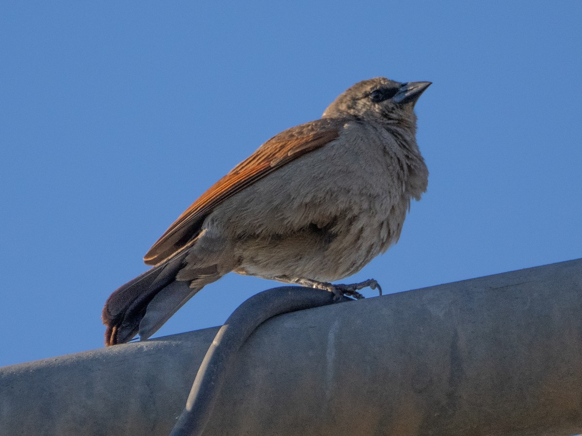 Grayish Baywing - ML647434283