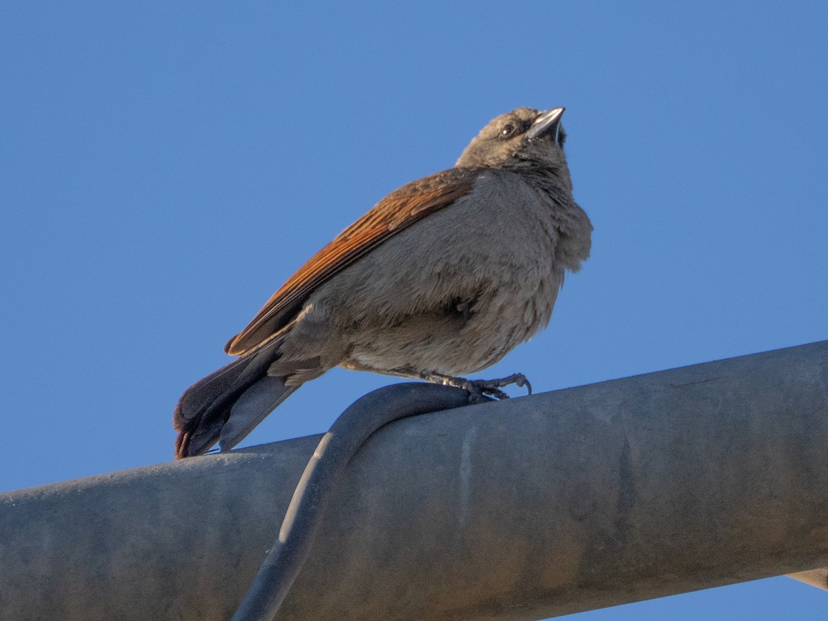 Grayish Baywing - ML647434284