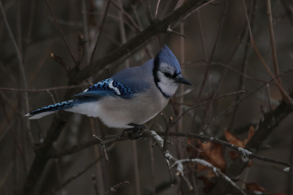 Blue Jay - ML647434298