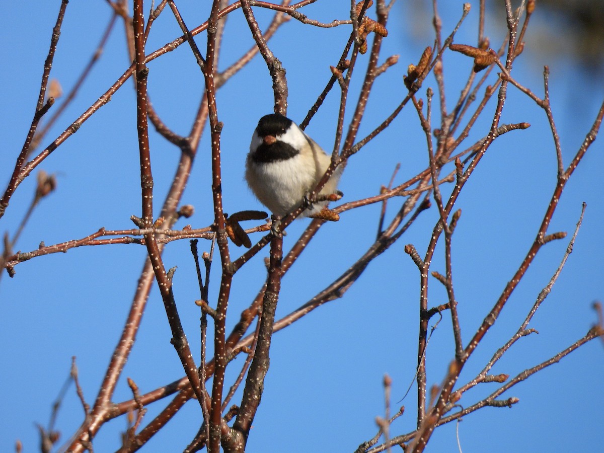 Black-capped Chickadee - ML647434316