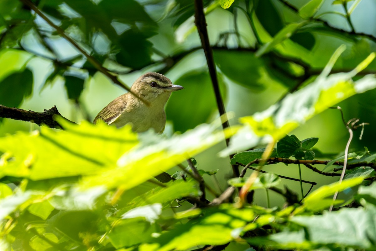 Красноглазый виреон - ML647434322