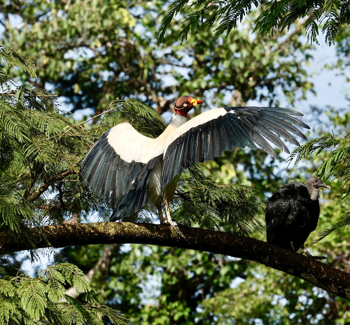 King Vulture - ML647434331