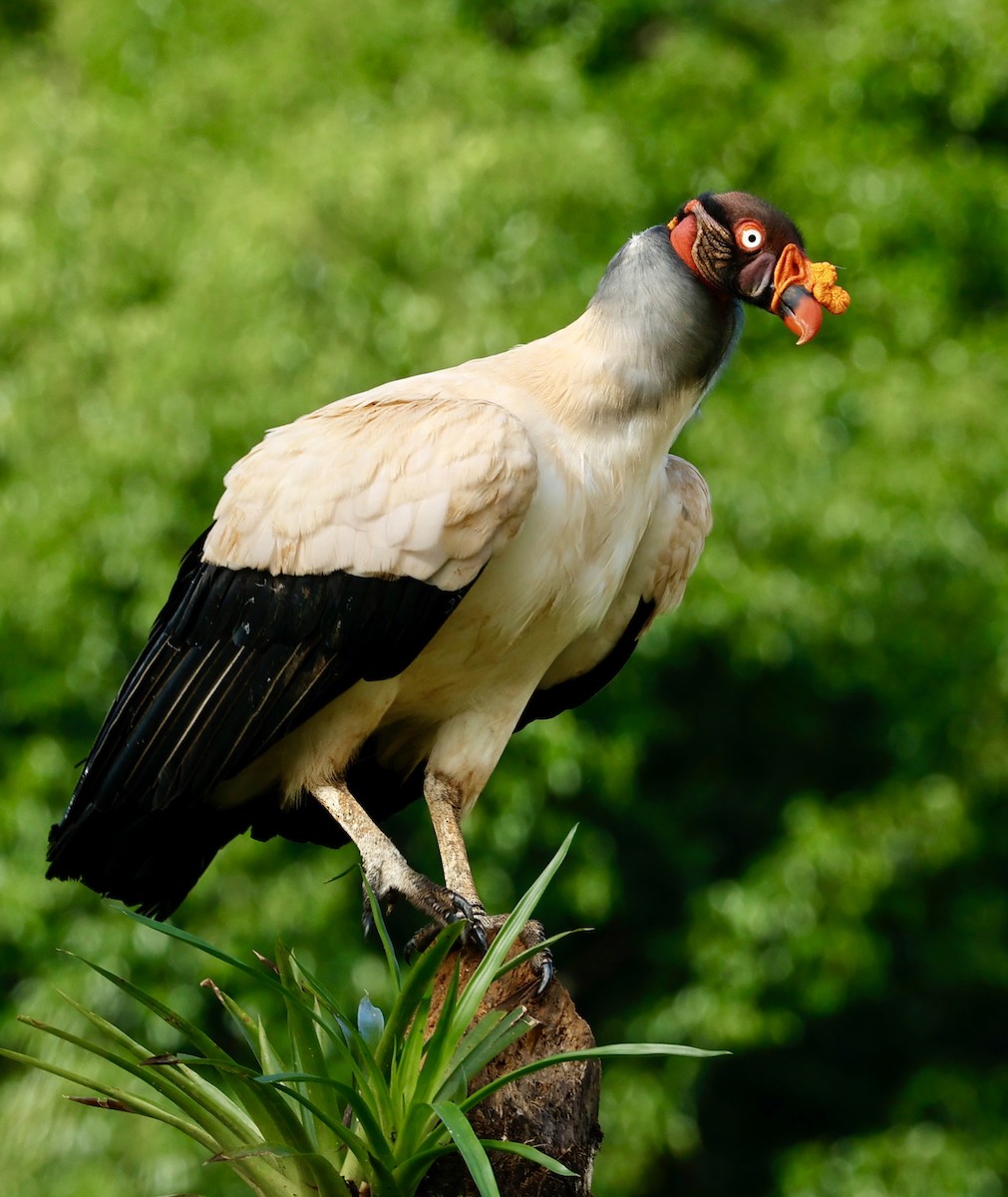 King Vulture - ML647434338