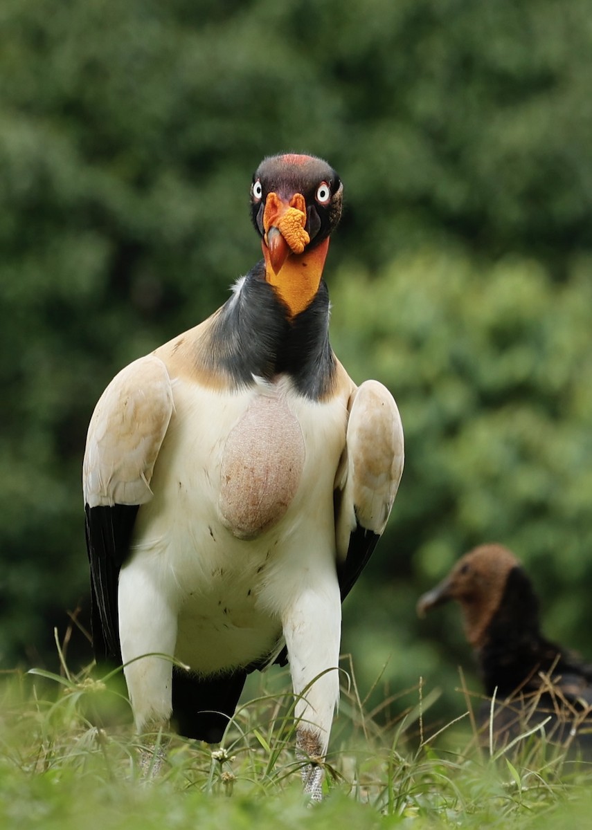 King Vulture - ML647434339