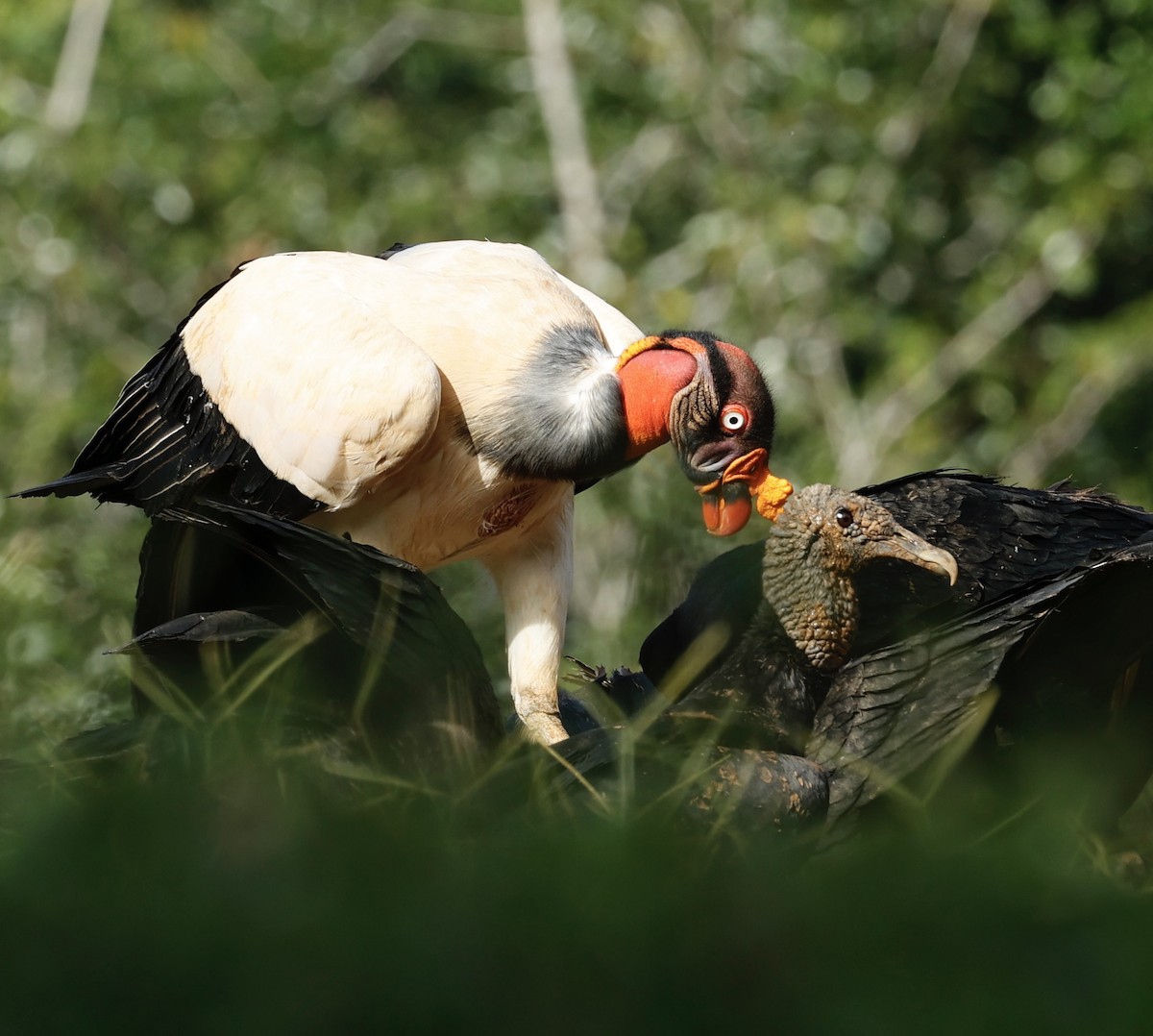King Vulture - ML647434340