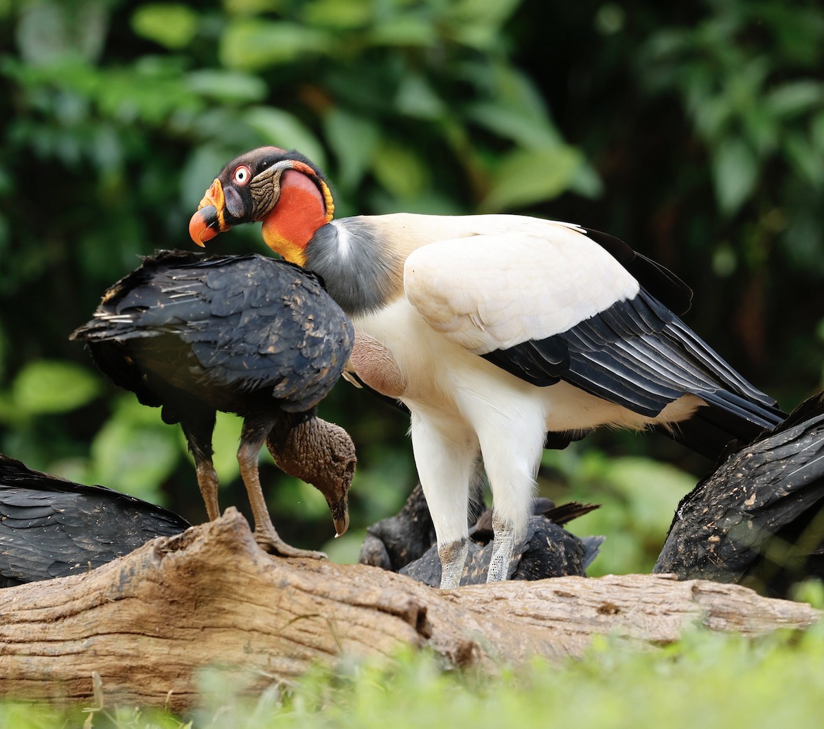 King Vulture - ML647434341