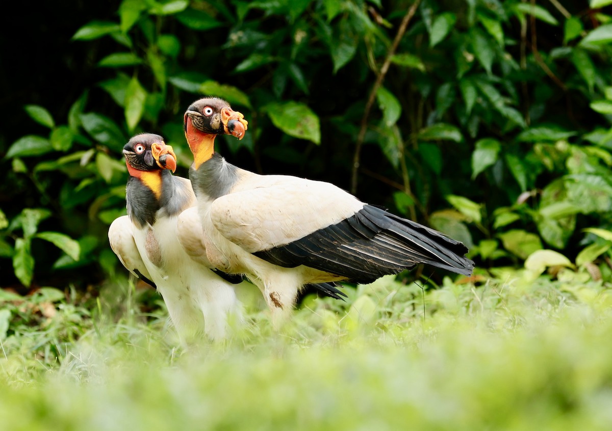 King Vulture - ML647434343
