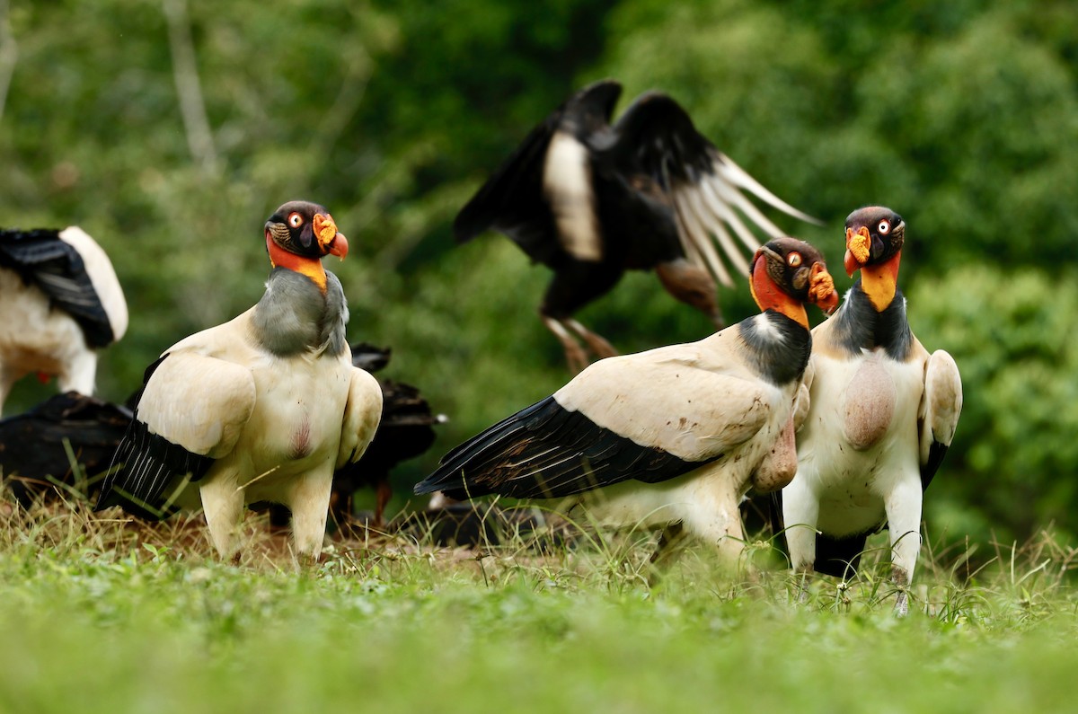 King Vulture - ML647434344