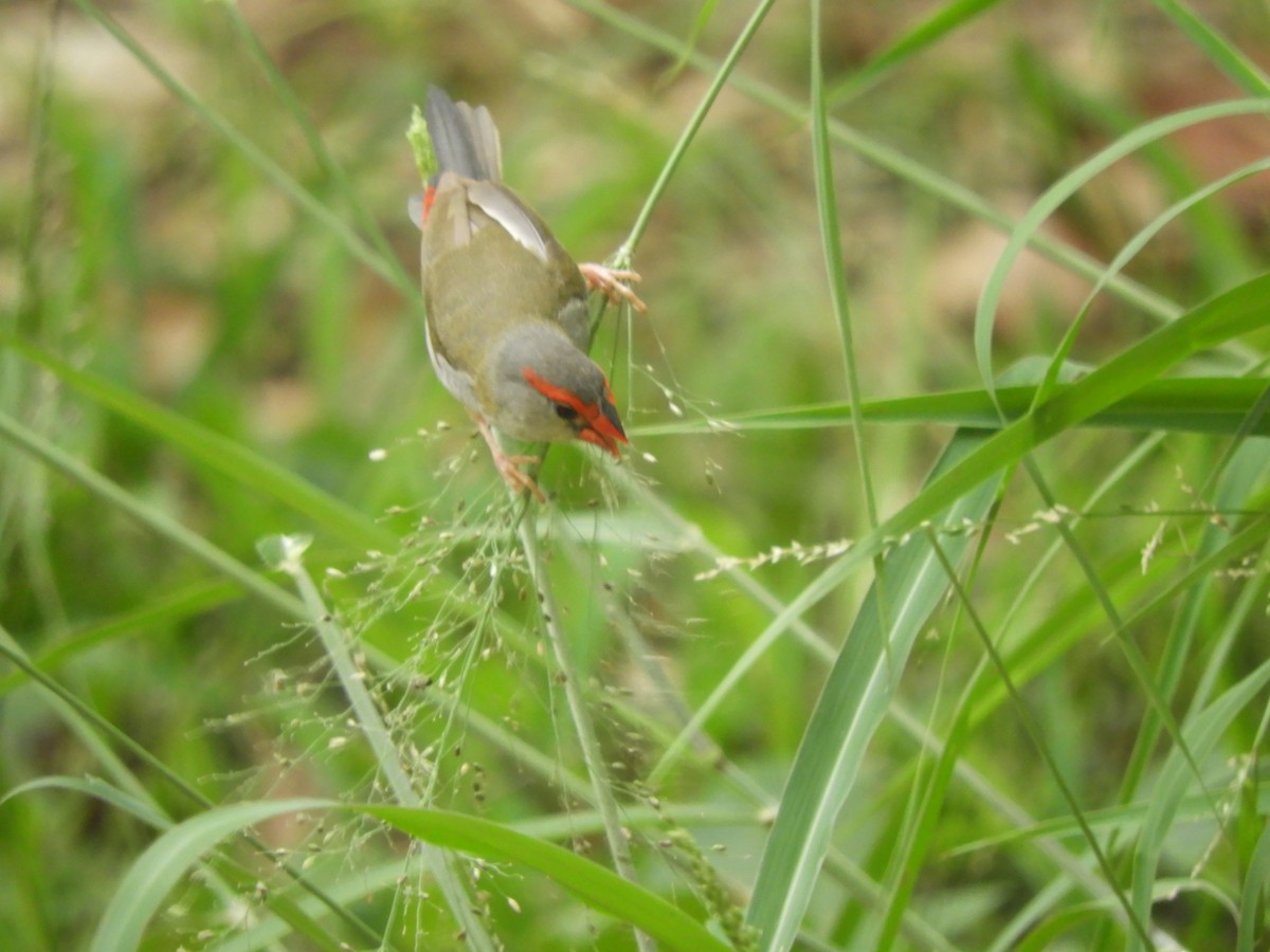 Red-browed Firetail - ML647434349