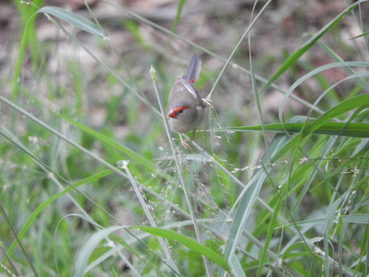 Red-browed Firetail - ML647434350