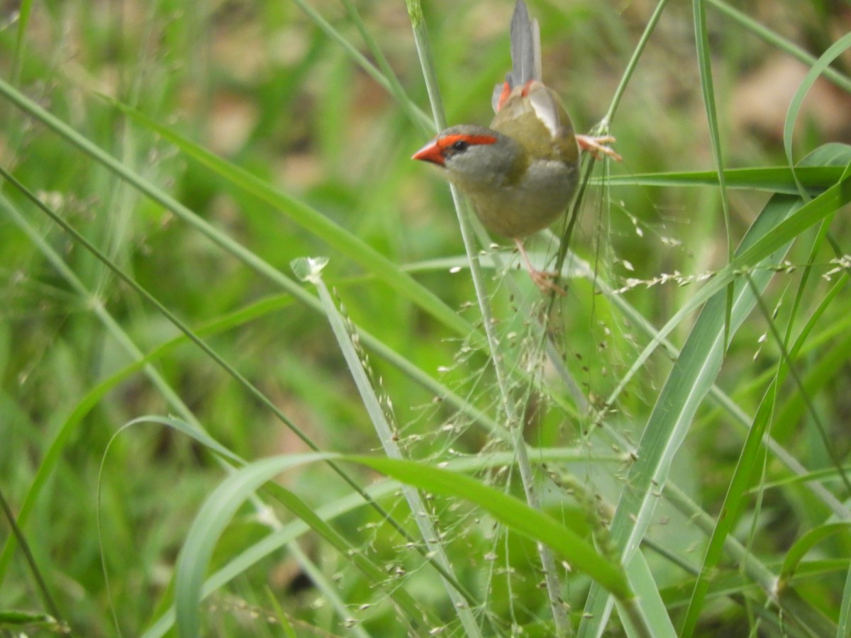 Red-browed Firetail - ML647434351
