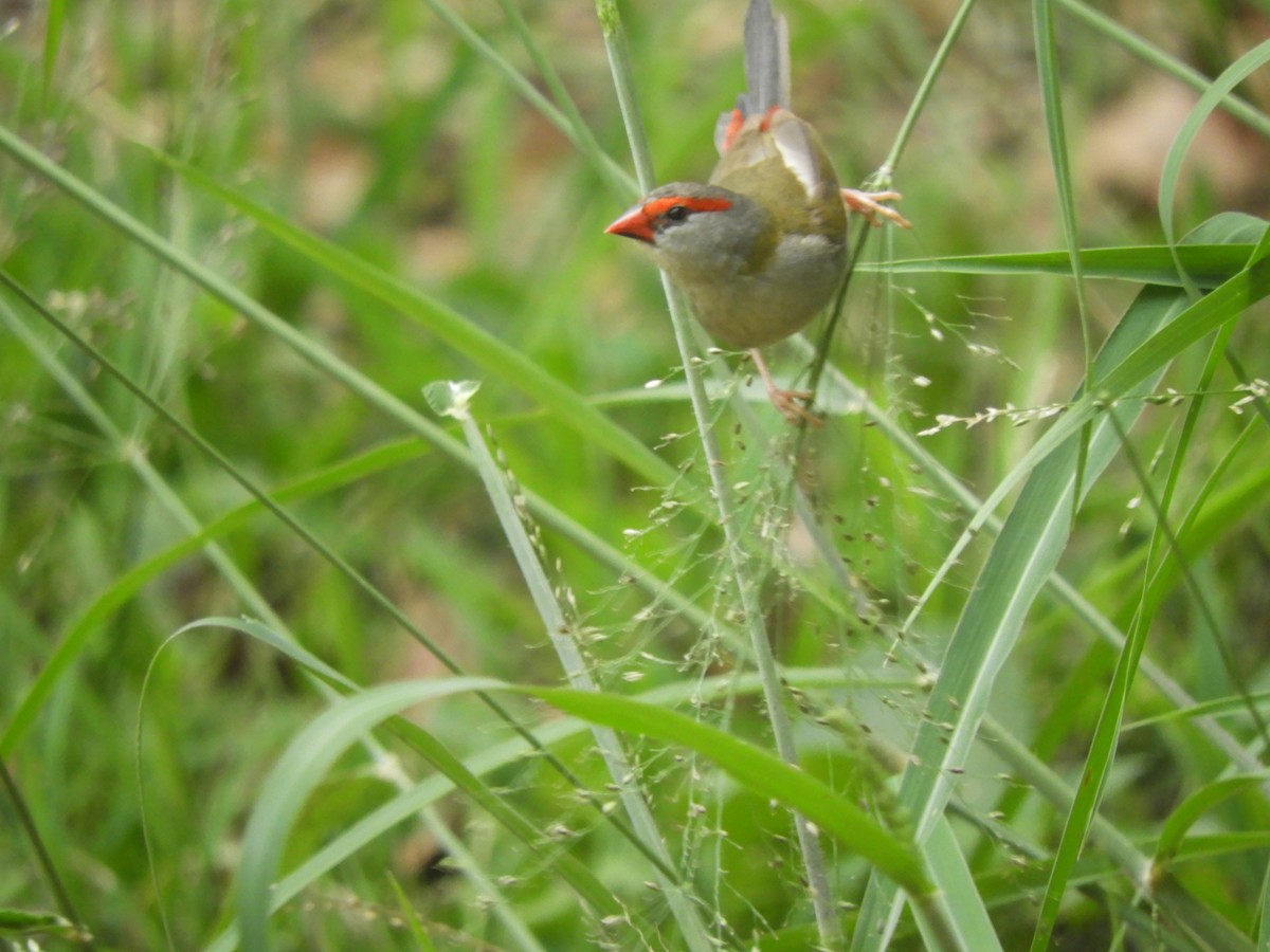 Red-browed Firetail - ML647434352