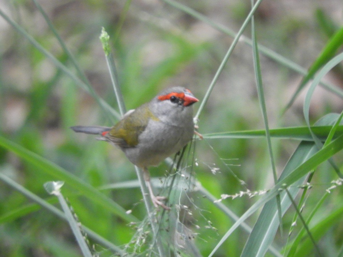 Red-browed Firetail - ML647434353