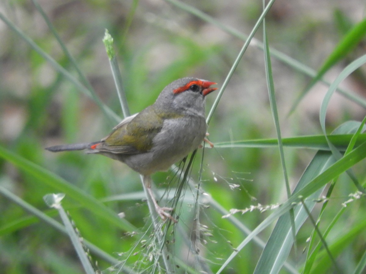 Red-browed Firetail - ML647434354