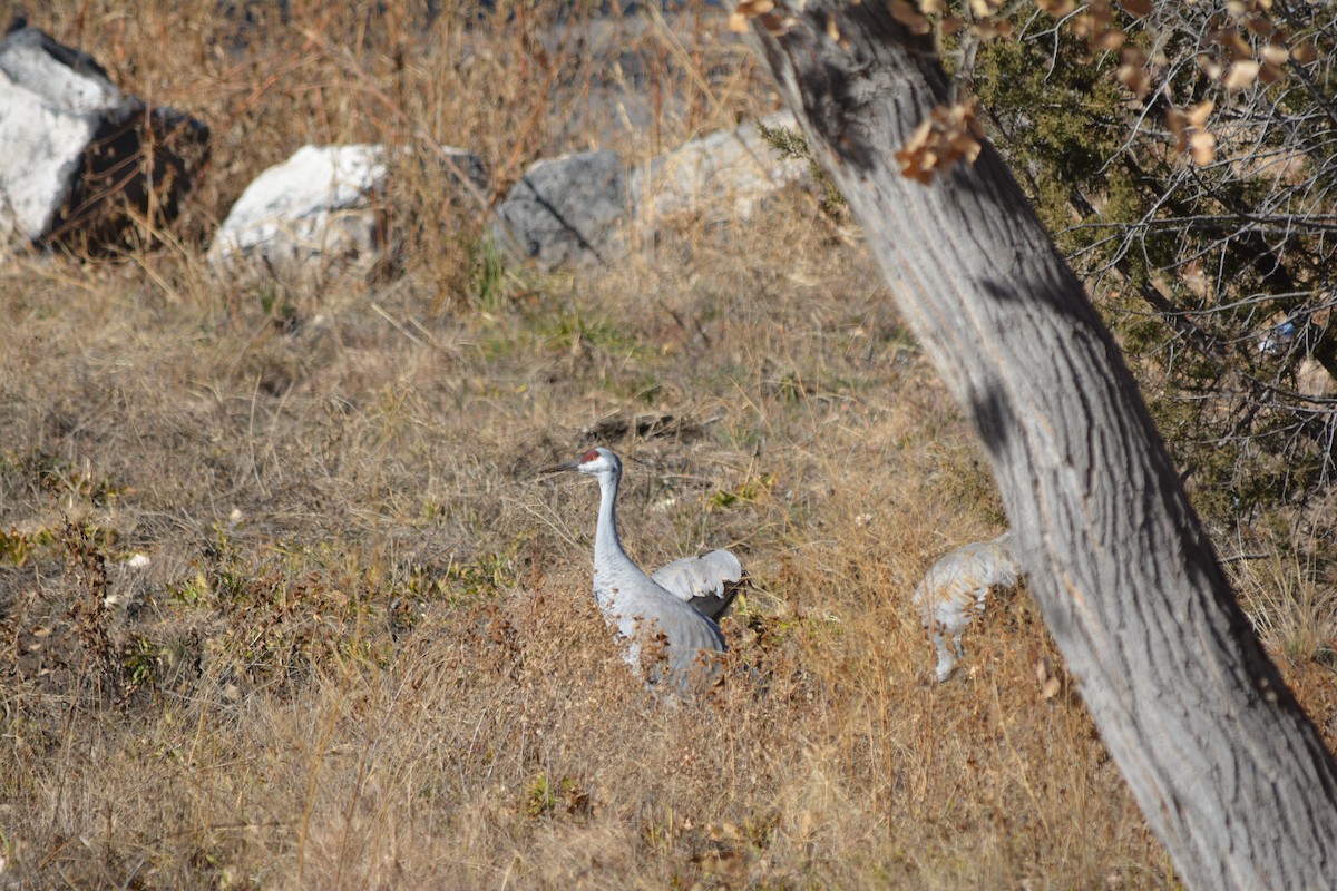 カナダヅル - ML647434368