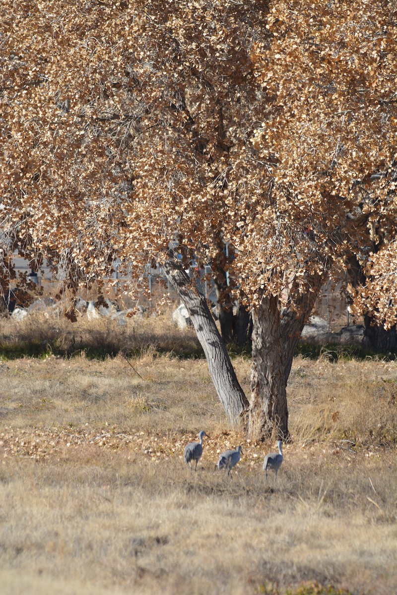 カナダヅル - ML647434369