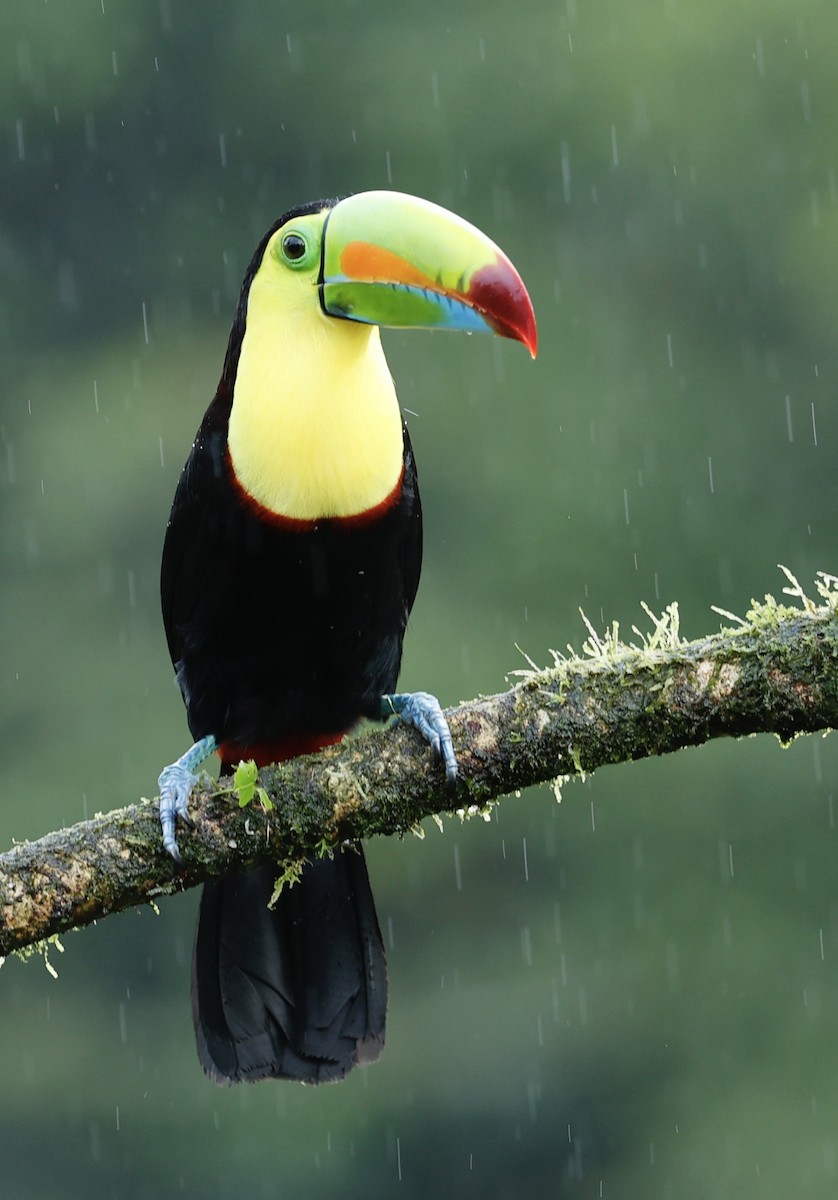 tukan středoamerický - ML647434376