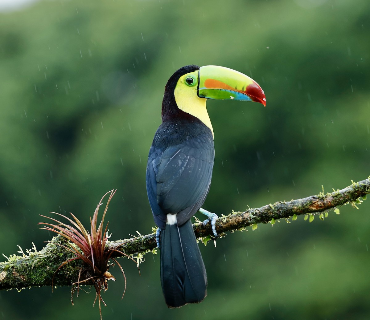 tukan středoamerický - ML647434377