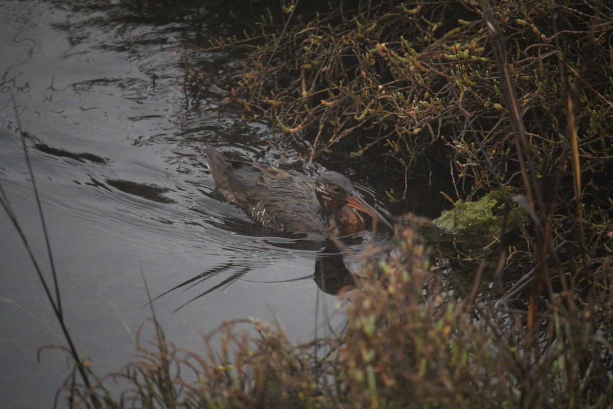 Virginia Rail - ML647434392