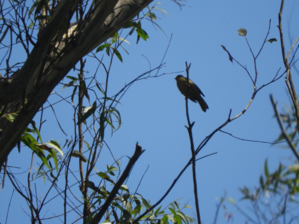 スズミツスイ - ML647434403