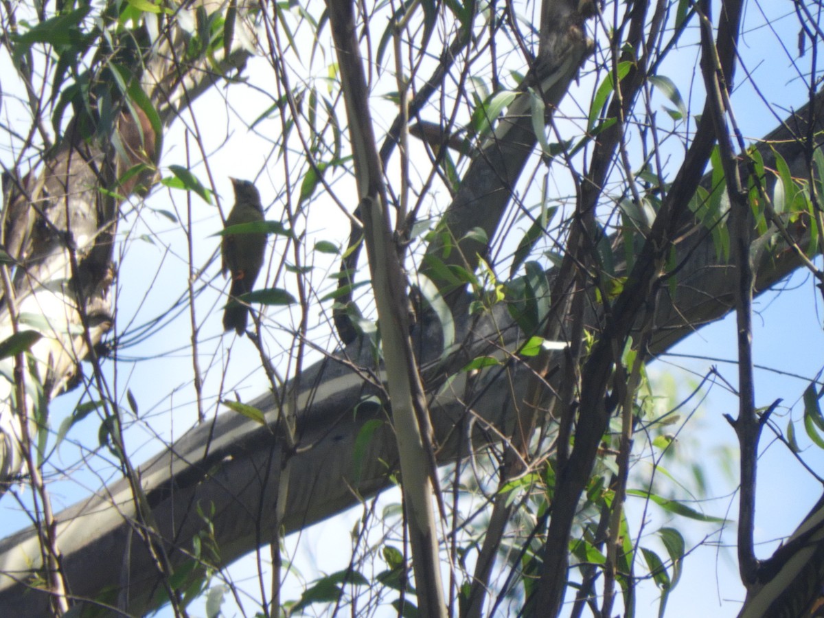 スズミツスイ - ML647434404