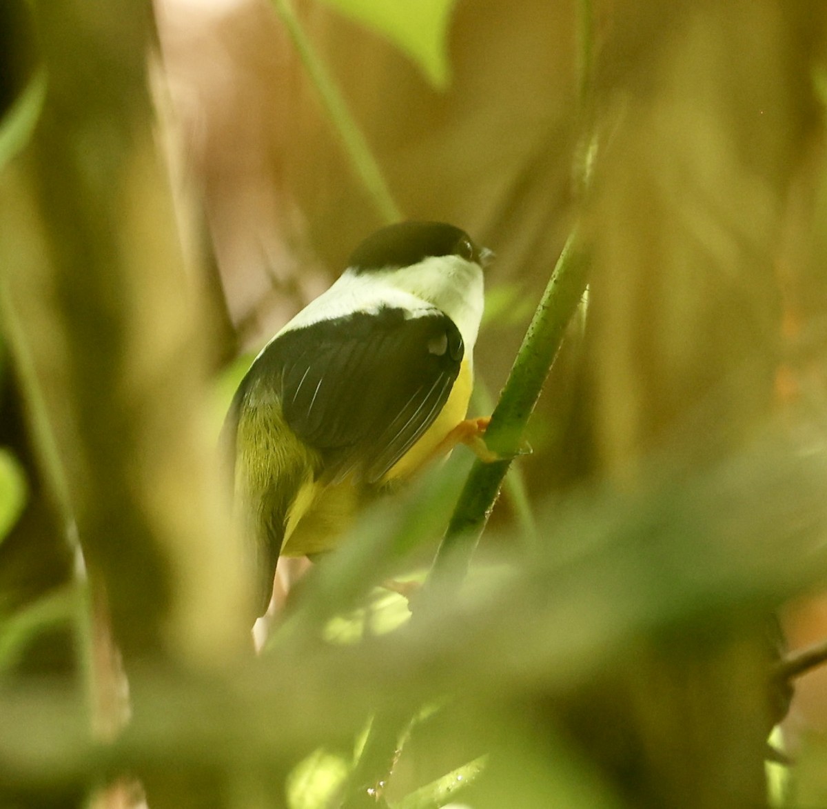 White-collared Manakin - ML647434407
