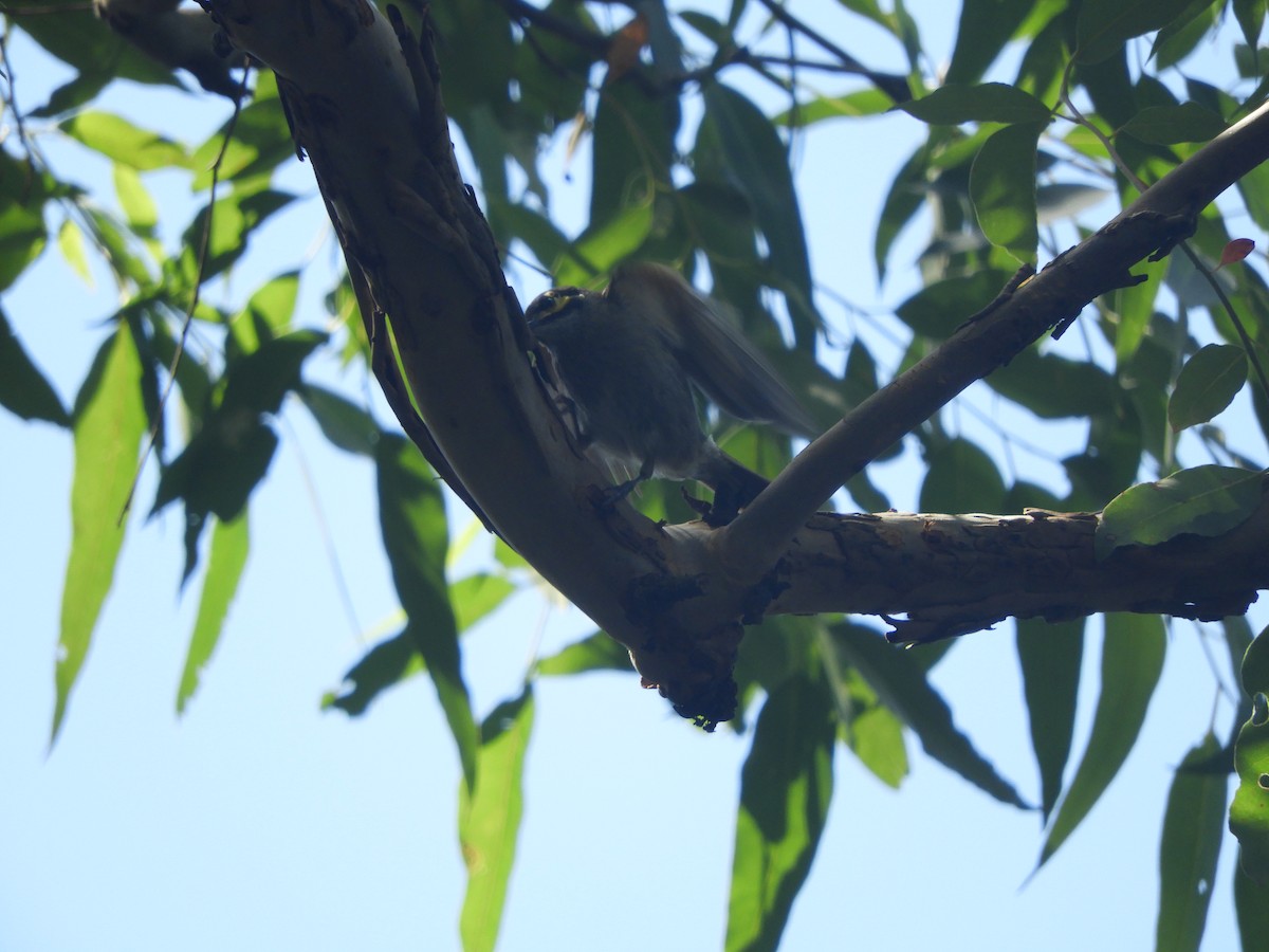 キホオコバシミツスイ - ML647434414