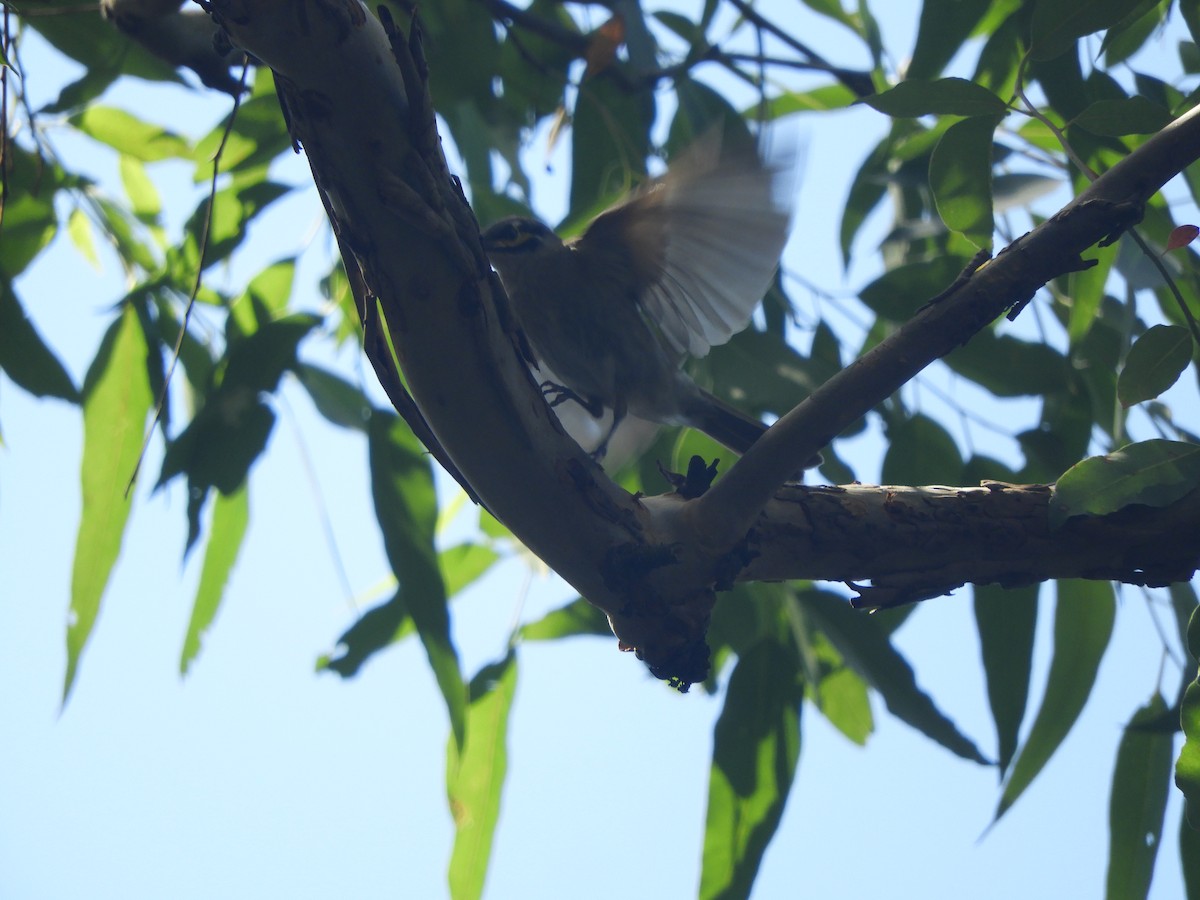 キホオコバシミツスイ - ML647434415