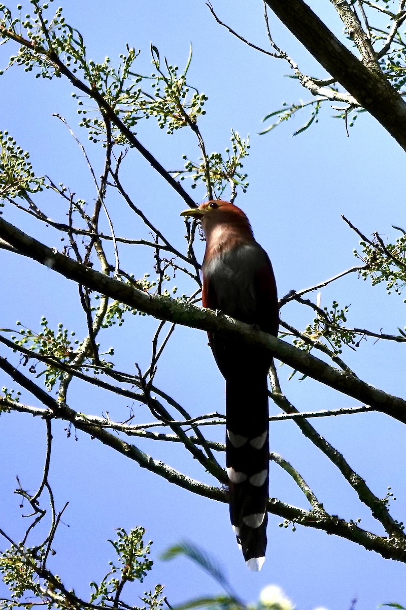Common Squirrel-Cuckoo - ML647434416
