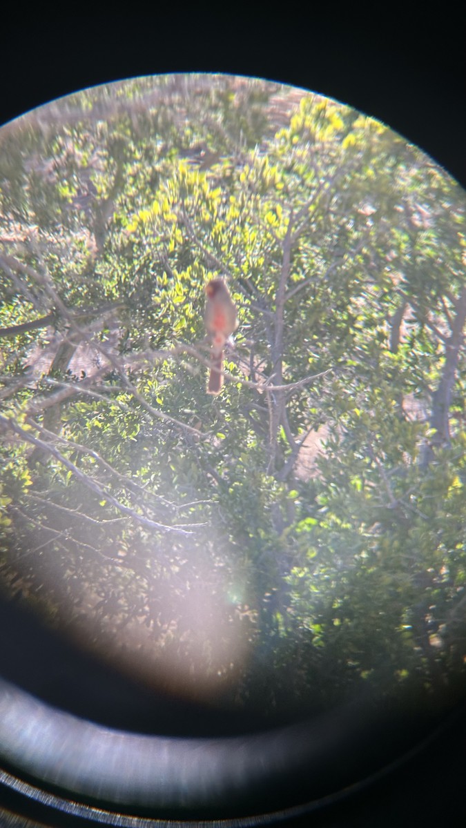 ムネアカコウカンチョウ - ML647434417