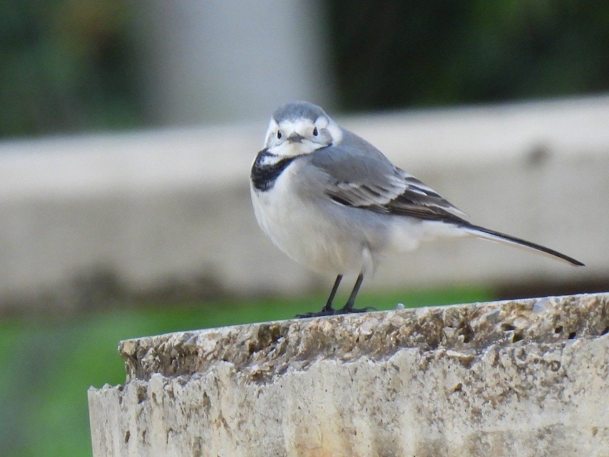 ハクセキレイ - ML647434418