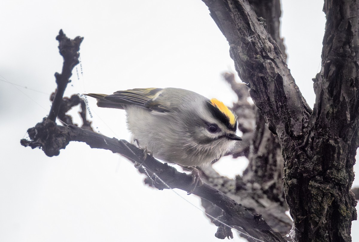 アメリカキクイタダキ - ML647434419