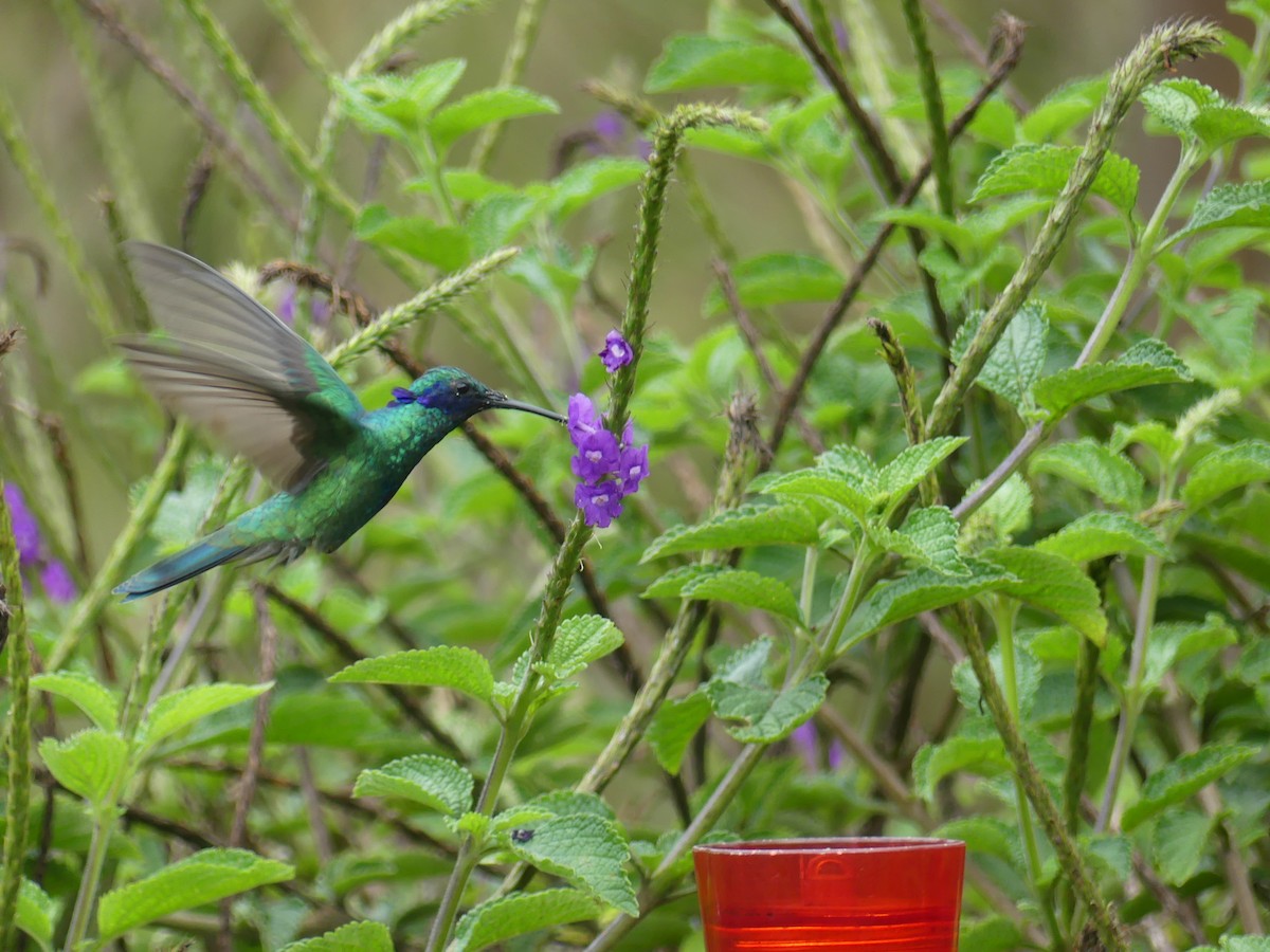 アオミミハチドリ - ML647434420