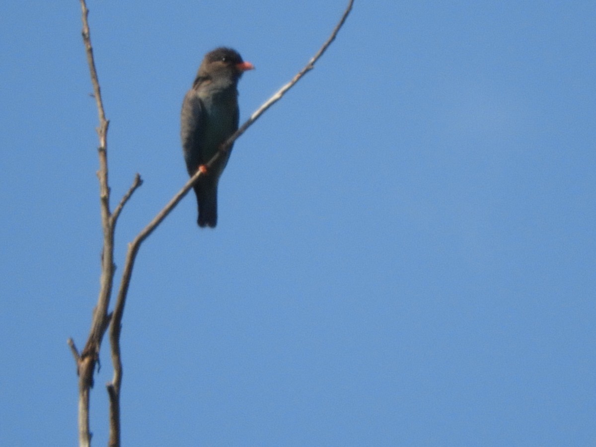 ブッポウソウ - ML647434421