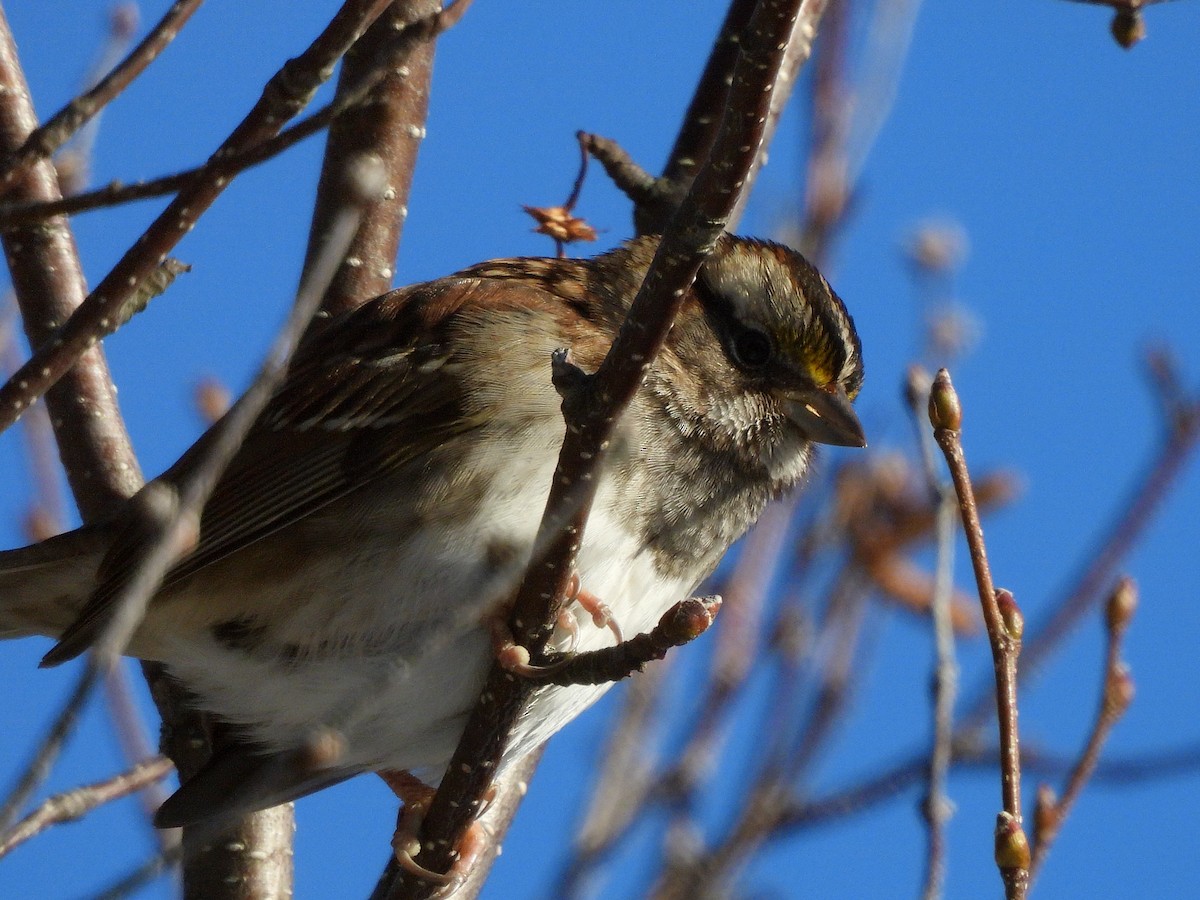 ノドジロシトド - ML647434422