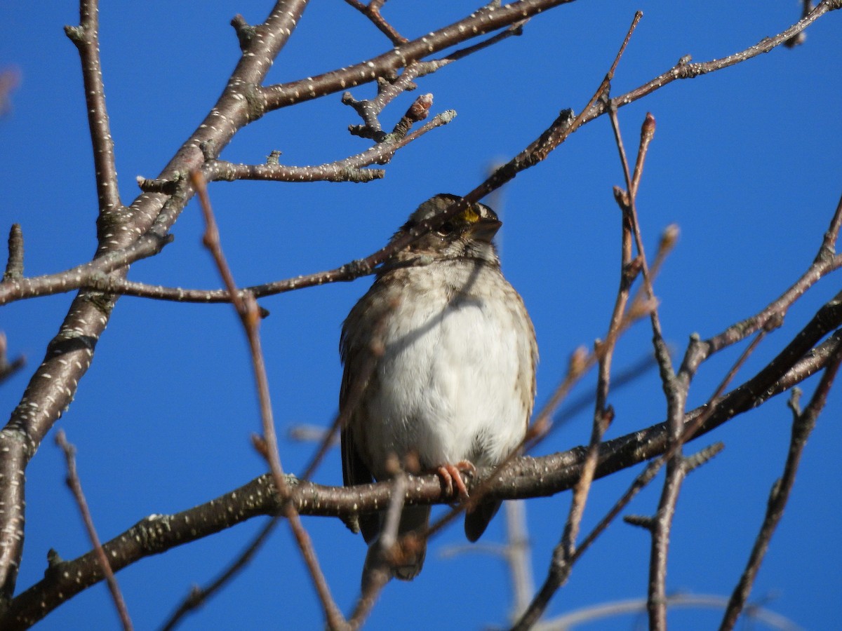 ノドジロシトド - ML647434423