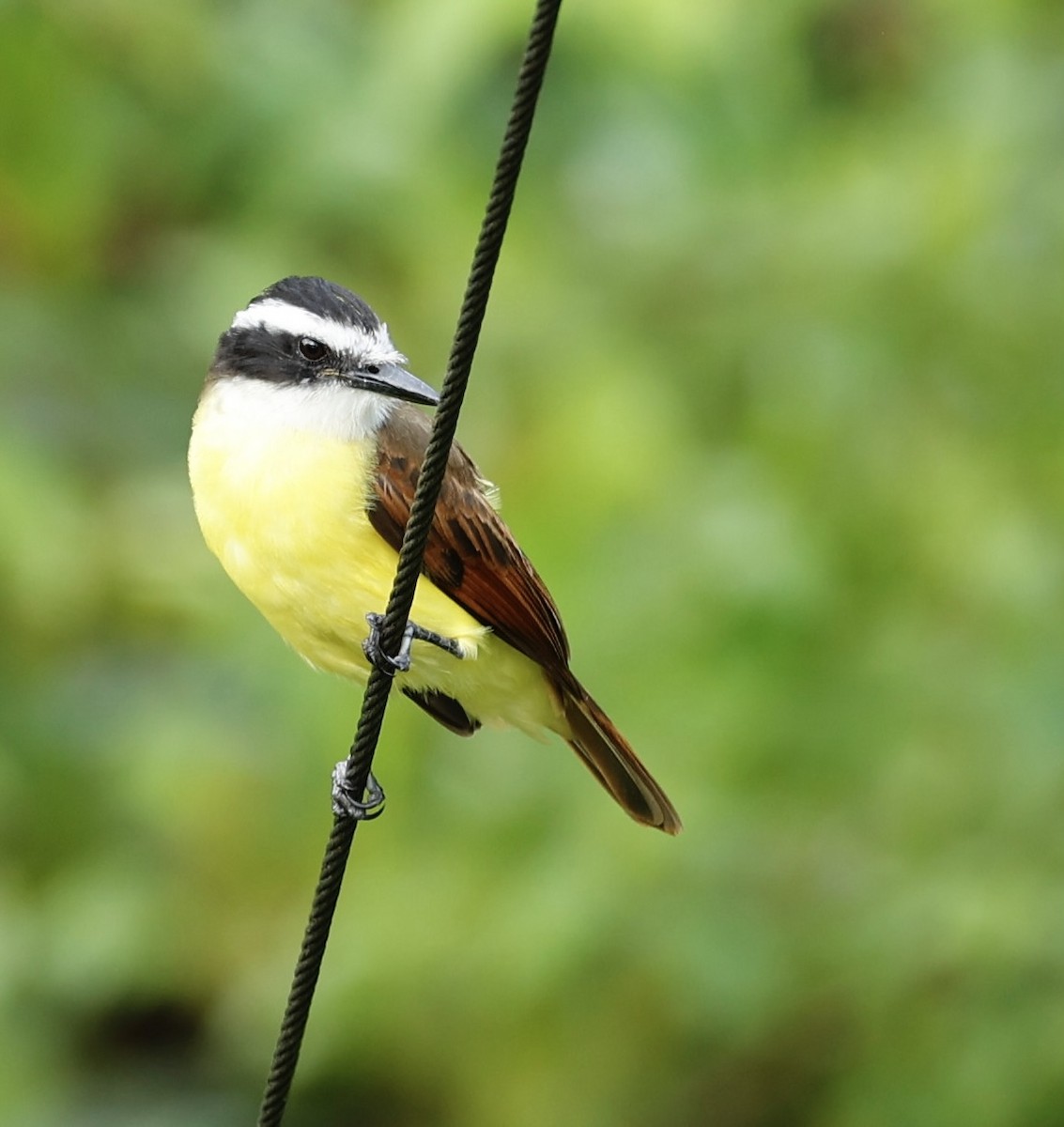 キバラオオタイランチョウ - ML647434424