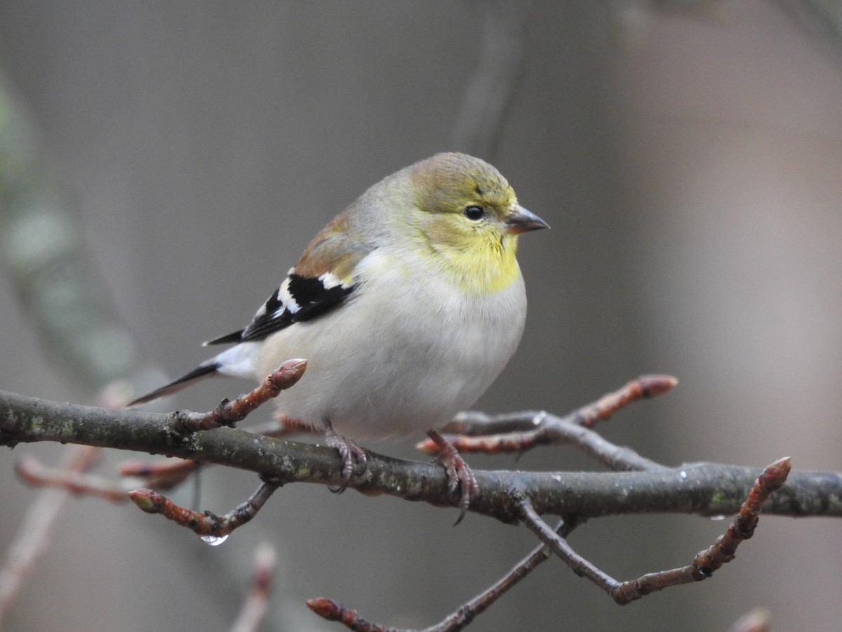 オウゴンヒワ - ML647434425