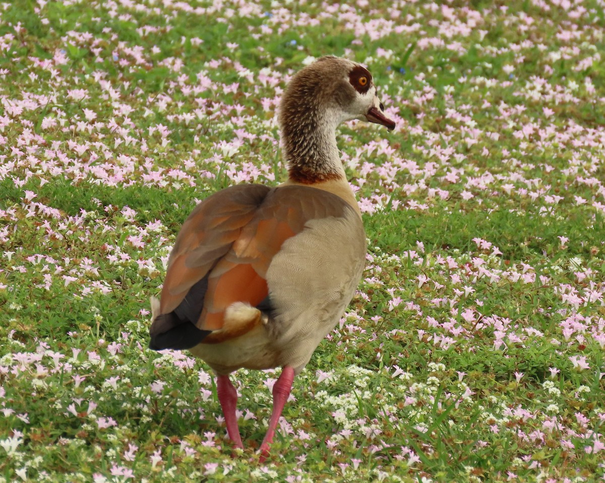 エジプトガン - ML647434426